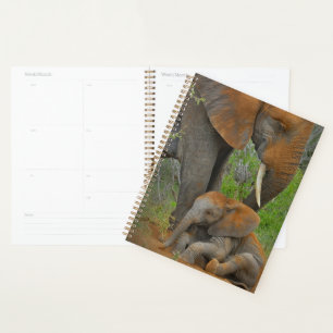Animaux de bébés cutest Mama Elephant & Baby
