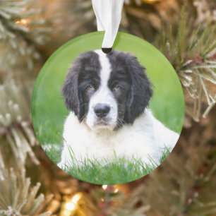 Animaux de bébés cutest   Newfoundland Puppy