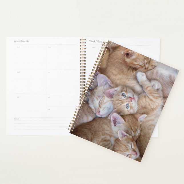 Animaux de bébés cutest | Orange Kitten Pile (Devant avec enveloppe)