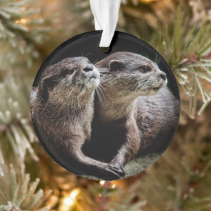 Animaux de bébés cutest   Otters tenant les mains