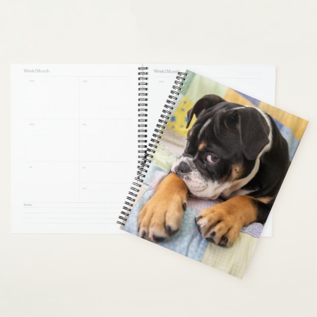 Animaux de bébés cutest | Shy Old English Bulldog (Devant avec enveloppe)