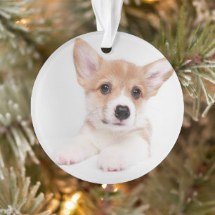 Animaux de bébés cutest   Sweet Baby Corgi