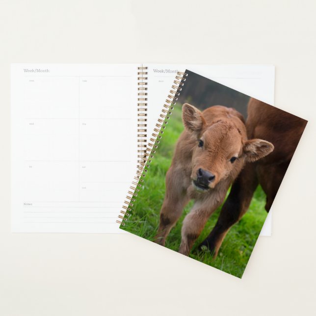 Animaux de bébés cutest | Vache et veau (Devant avec enveloppe)
