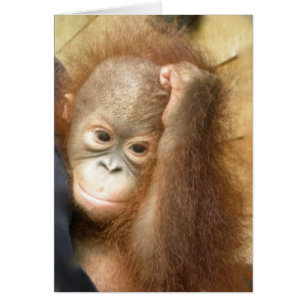 Animaux sauvages Orangutan (version 2)