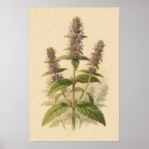 Anise Hyssop Botanical Study 12 × 18 Poster