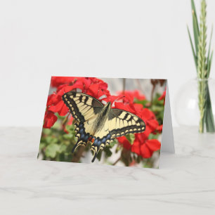 Anise Swallowtail Card