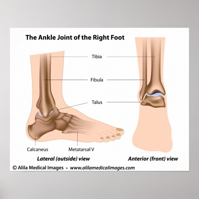 Ankle joint anatomy, labelled diagram. poster (Front)