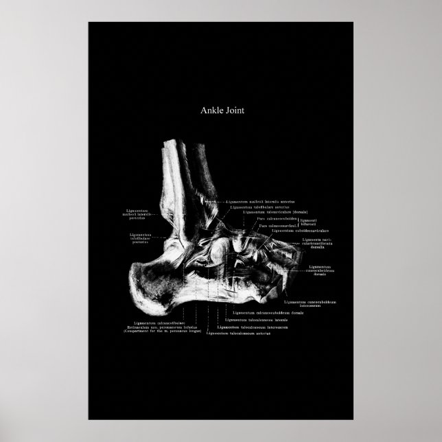 Ankle Joint Anatomy Orthopedic Decor (Front)