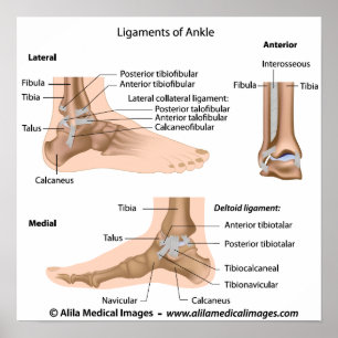 Ankle ligaments, labelled drawing. poster
