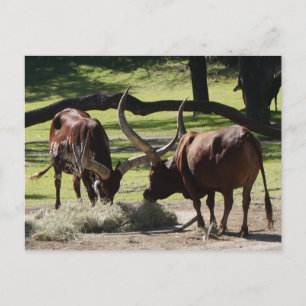 Ankole Cattle #2-2 Postcard