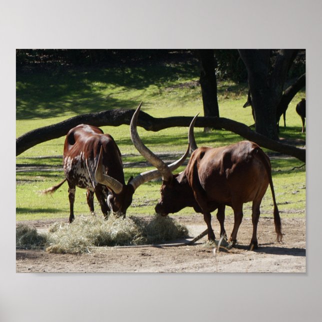 Ankole Cattle #2 Poster (Front)