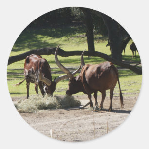 Ankole Cattle #2 Stickers