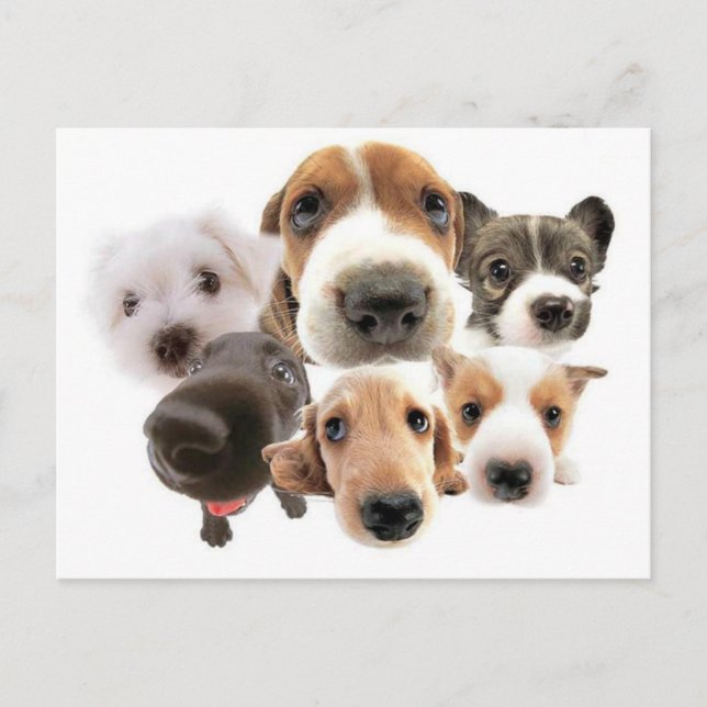 Ann Landers Quote On Dogs Postcard (Front)