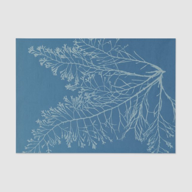 Anna Atkins Botanical Study Tissue Paper (Front)
