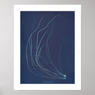 Anna Atkins: Botanical Vintage Photo Poster