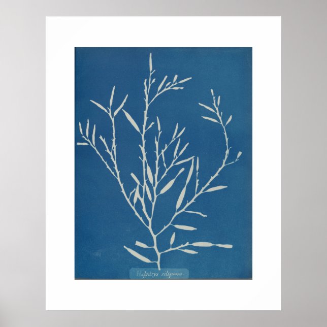 Anna Atkins: Botanical Vintage Photo Poster (Front)