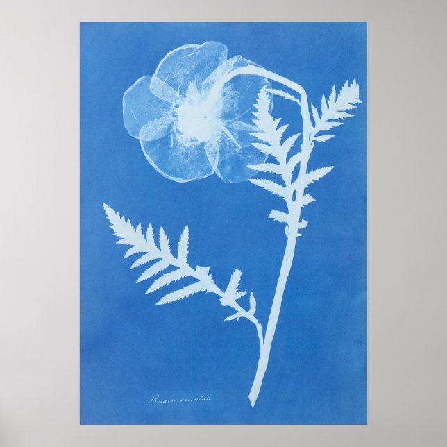 ANNA ATKINS POSTER (Front)