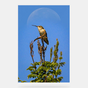 Anna’s Hummingbird Acrylic Sign Moon Bird Art