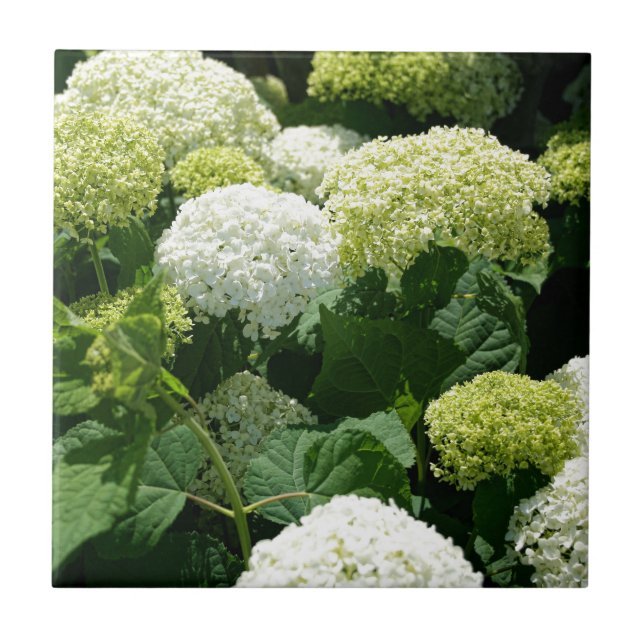Annabelle Hydrangea Blossoms Tile (Front)