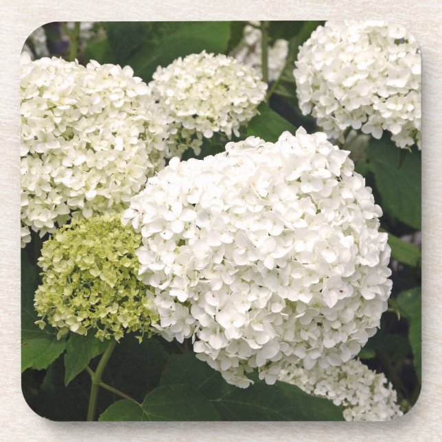 Annabelle Hydrangea Coaster (Front)