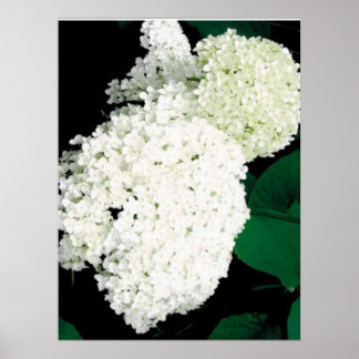               ANNABELLE HYDRANGEA                  POSTER