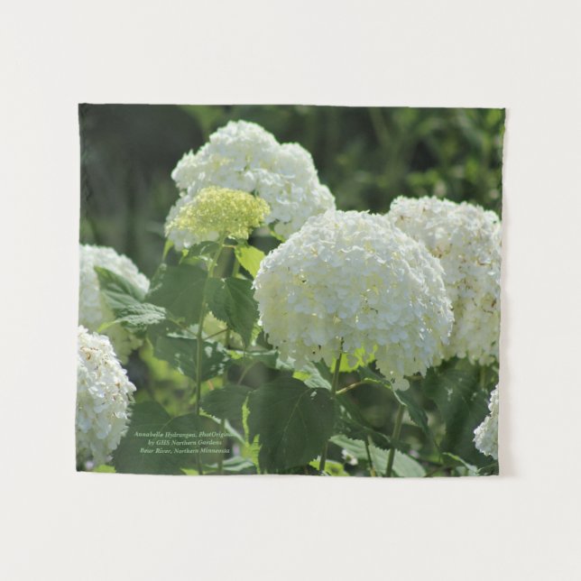 Annabelle Hydrangea Tapestry (Front (Horizontal))