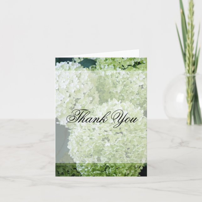 Annabelle Hydrangeas Merci (Devant)