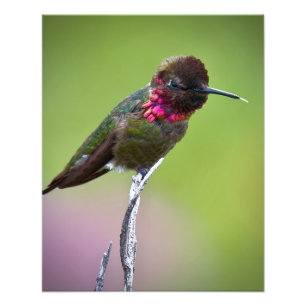 Anna's Hummingbird Acrylic Print