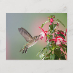 Anna's Hummingbird and Fuschia Postcard
