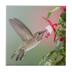 Anna's Hummingbird and Fuschia Tile