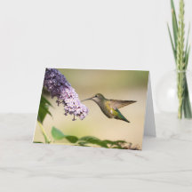 Anna's Hummingbird Blank Greeting Card