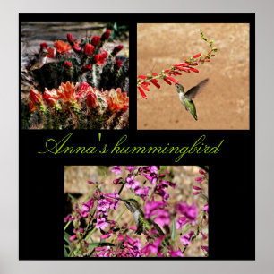 Anna's hummingbird collage print... poster