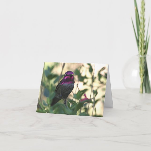 Anna's Hummingbird - Joe Sweeney - card (Front)