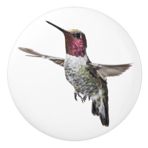 Anna's Hummingbird knob
