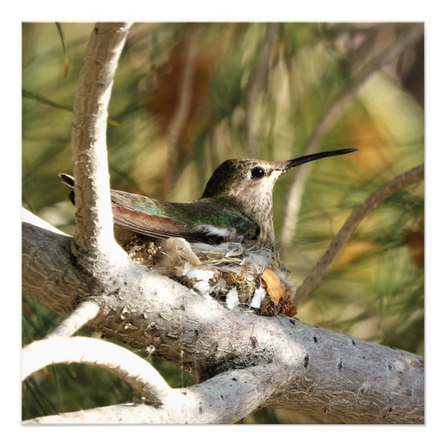 Anna's Hummingbird on Nest Photo Print (Front)