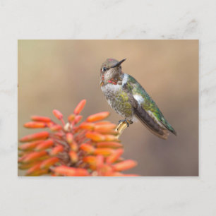 Anna's Hummingbird on Orange Aloe Blossom Postcard
