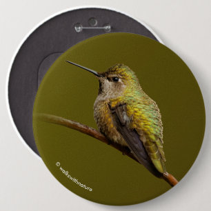 Anna's Hummingbird on Scarlet Trumpetvine 6 Inch Round Button