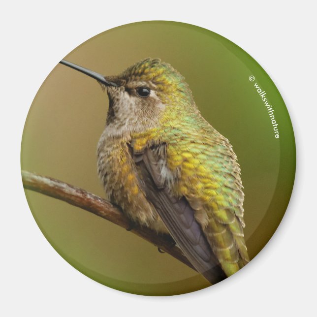 Anna's Hummingbird on Scarlet Trumpetvine Magnet (Front)