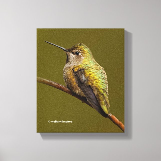 Anna's Hummingbird on the Scarlet Trumpetvine Canvas Print (Front)
