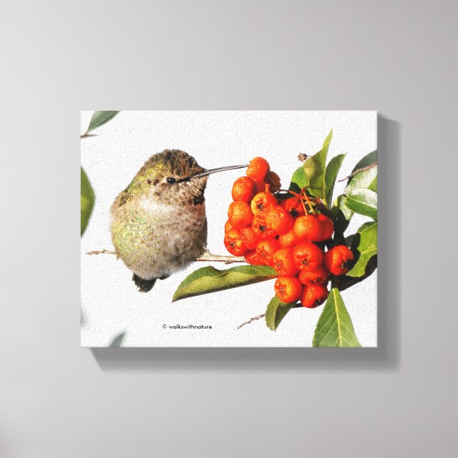 Anna's Hummingbird Poses with the Pyracantha Canvas Print (Front)
