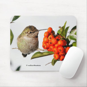 Anna's Hummingbird Poses with the Pyracantha Mouse Pad