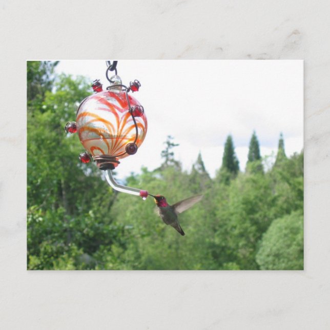 Anna's Hummingbird Postcard (Front)