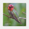 Anna's Hummingbird: This King Wears a Pink Crown