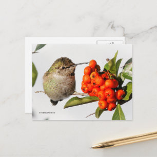 Anna's Hummingbird with Orange Pyracantha Berries Postcard
