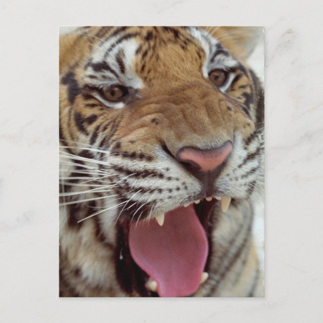 Année de la carte postale du tigre (Devant)