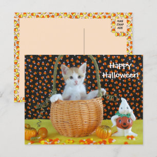 Annie's Halloween Basket Cat /Kitten Postcard