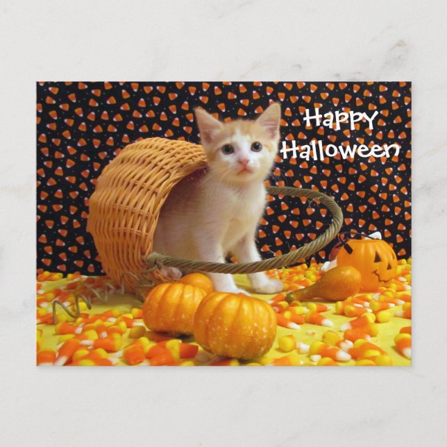 Annie's Sweet Halloween Cat / Kitten Postcard (Front)