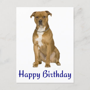 Anniversaire American Staffordshire Terrier Carte 