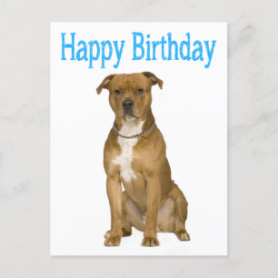 Anniversaire American Staffordshire Terrier Carte 