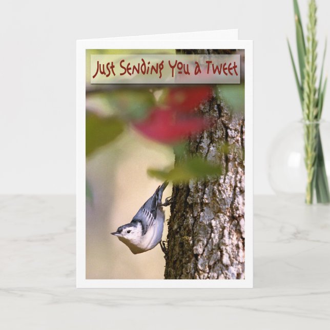 Anniversaire - carte de voeux de sittelle (Devant)